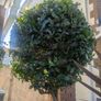Beautiful Mature Bay Trees x 2, Image 6