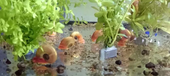 Aquarium plants
