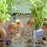 Aquarium plants Image 9