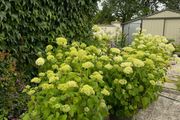 plants