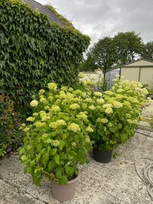plants
