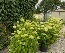 plants