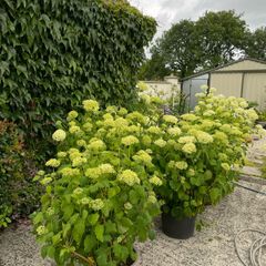 plants