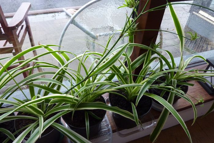 XL spider plants