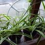 XL spider plants Image 3