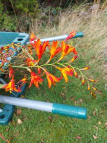 Crocosmia