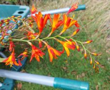 Crocosmia