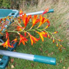 Crocosmia