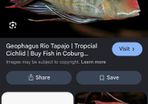 fish