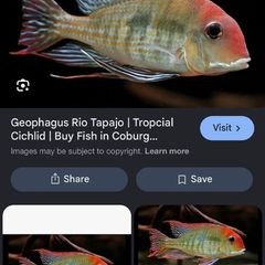 fish