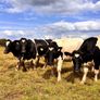 Pedigree In-calf British Friesian Heifers Image 5