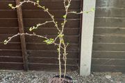 Gooseberry big 1 meter plant