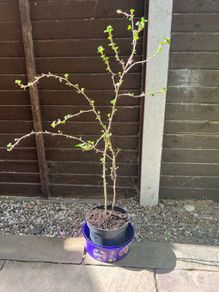 Gooseberry big 1 meter plant