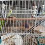 Cage Image 2