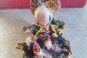 Bird Feeding Nest Capodimonte - Porcelain Made In Italy.