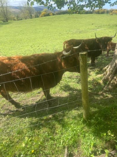 Miniature Highland Cows with calves at foot