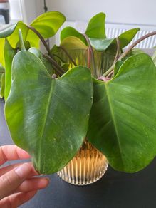 philodendron giganteum