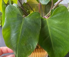 philodendron giganteum