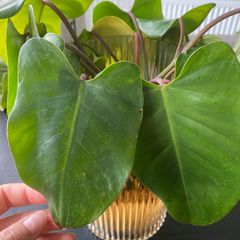 philodendron giganteum