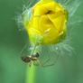 Various original macro nature photos on foam tiles Image 8