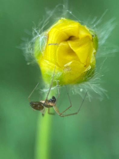 Various original macro nature photos on foam tiles