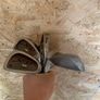 Wilson's staff X-31 irons golf clubs (RH)(P,S,5,6,4,9) Image 5