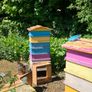 Bee hives Image 2
