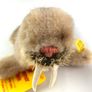 Vintage Steiff Wally Walrus German Collectable Toy Image 4