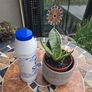 Rare SANSEVIERIA Hahnii house plant Image 3