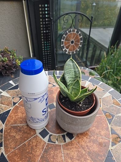 Rare SANSEVIERIA Hahnii house plant