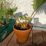Gunnera manicata Image 3