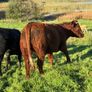 Heifers Image 3
