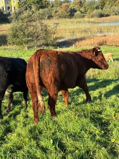 Heifers