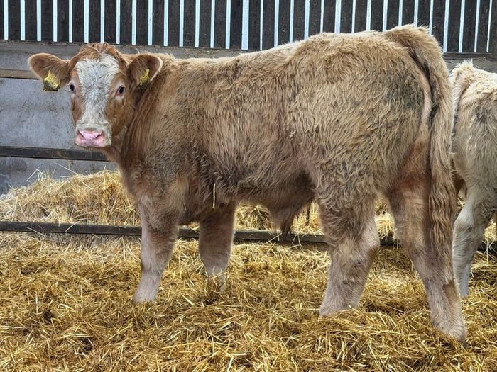 Charolais Bull Calves