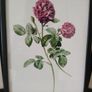 3 Framed Botanical Pages Image 3