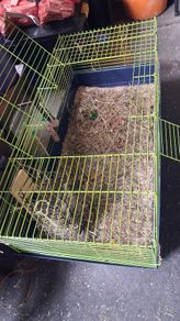 Guinea pig cage and accessories