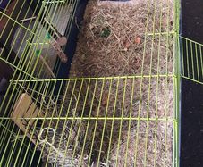 Guinea pig cage and accessories