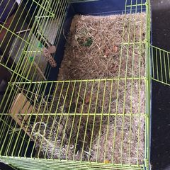Guinea pig cage and accessories