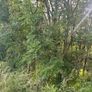 FermoyStudFarm Jobs: Firewood.  Standing Ash trees Image 3