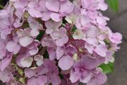 Large Hydrangea macrophylla  Ayesha in plastic pot