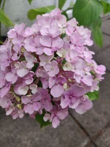 Large Hydrangea macrophylla  Ayesha in plastic pot