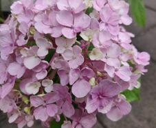 Large Hydrangea macrophylla  Ayesha in plastic pot