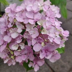 Large Hydrangea macrophylla  Ayesha in plastic pot