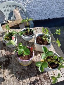 Strawberry Plants