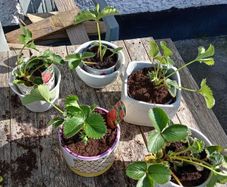 Strawberry Plants