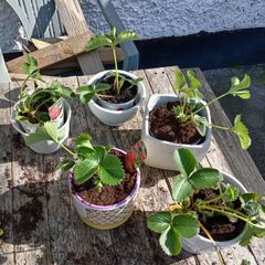 Strawberry Plants