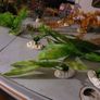 tank Image 7