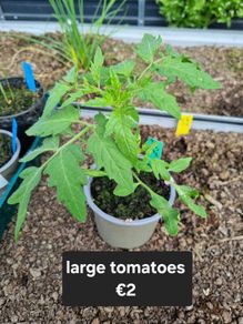 tomato plant