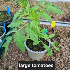 tomato plant