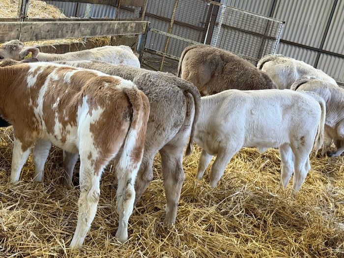Strong Charolais Heifers
